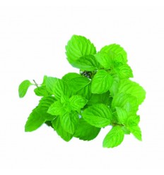 Naravno masažno olje ZELENI ČAJ z vit. C in E (5L)