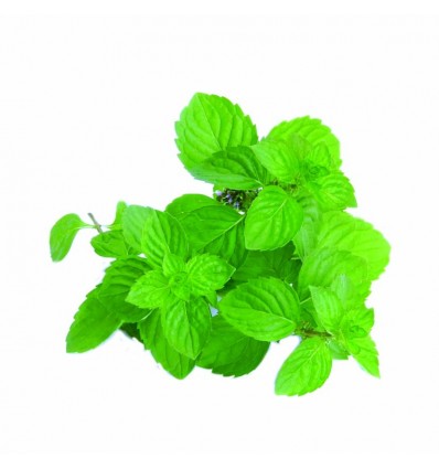 Naravno masažno olje ZELENI ČAJ z vit. C in E (5L)