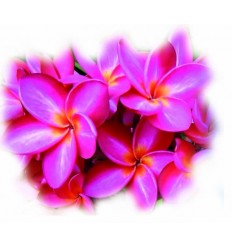 Masažna krema za telo LOMI LOMI (2500 ml)