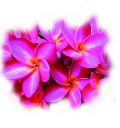 Masažna krema za telo LOMI LOMI (2500 ml)